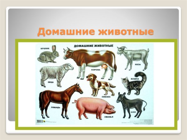 Разнообразие домашних животных