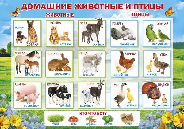 Домашние животные и птицы