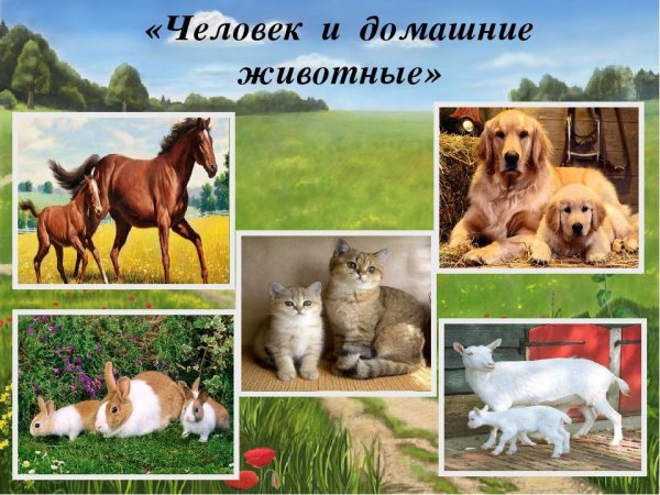 Домашние животные слайд