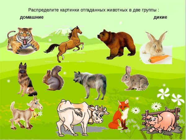 Дикиедомашних животные
