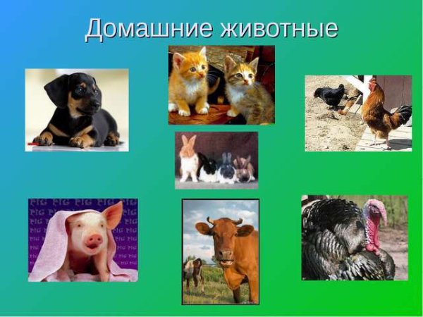 Проект домашние животные