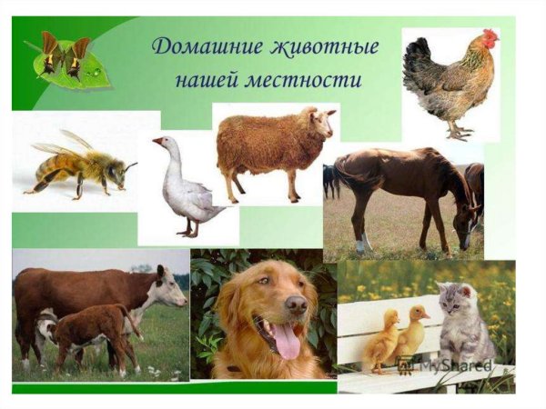Домашние животные нашей местности