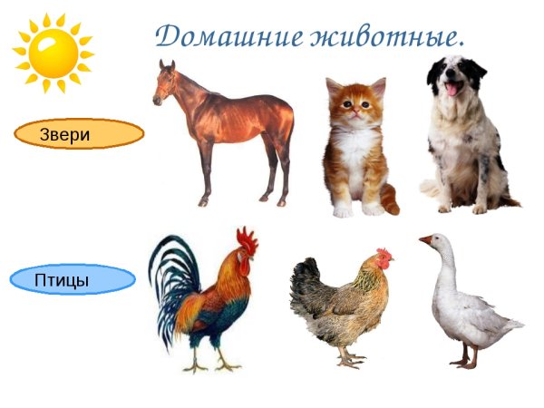 Домашние животные и птицы