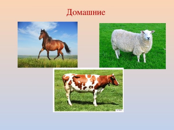 Животные 1 класс