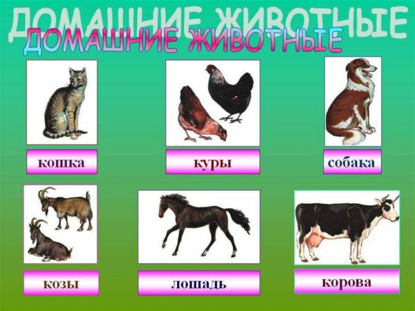 Слайды про домашних животных