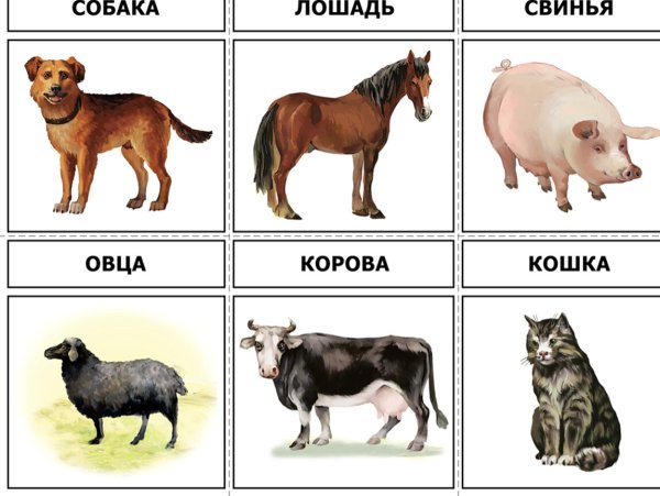 Дошниеживотные для детей