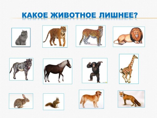 Дикие и домашние животные для дошкольников