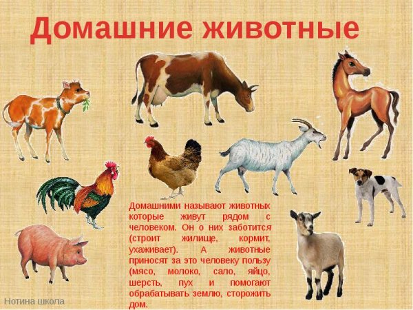 Домашними называют животных