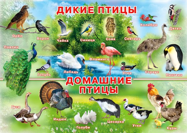 Дикие птицы для детей