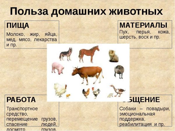 Домашние животные польза