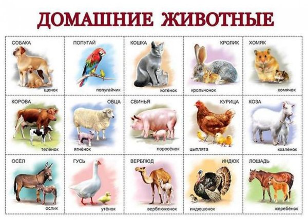 Дошниеживотные для детей