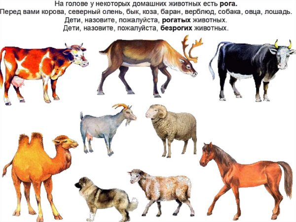 Домашних животных для детей