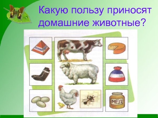 Какую пользу приносят домашние животные
