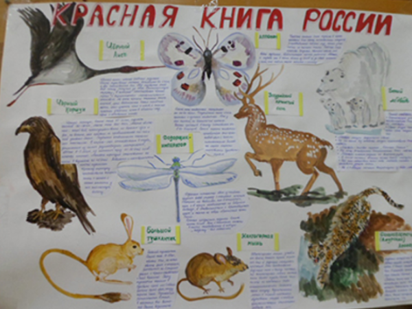Плакат животные красной книги