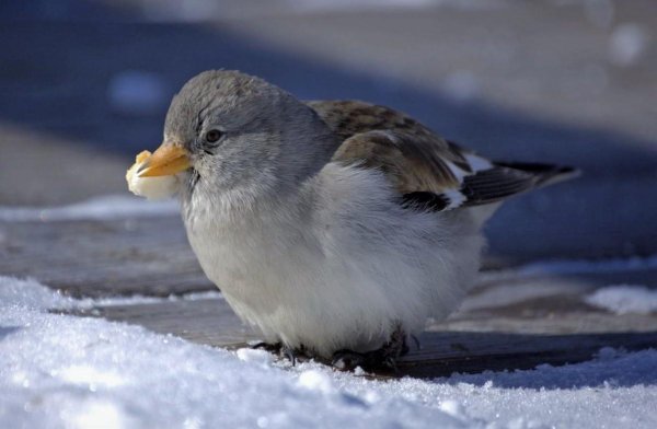 Снежный Воробей (montifringilla nivalis)