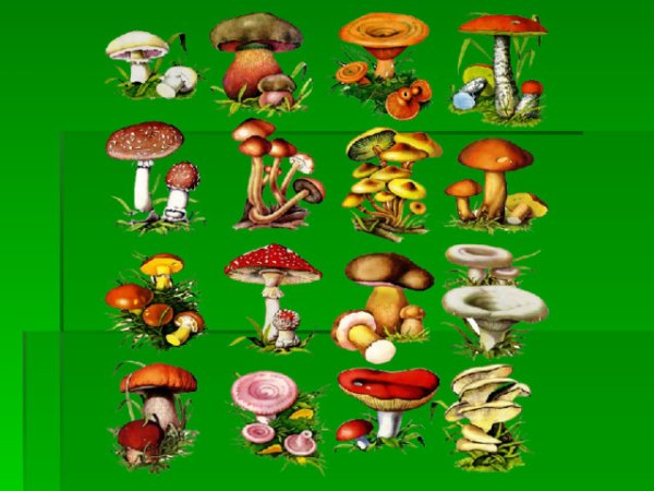 Царство грибов 3 класс