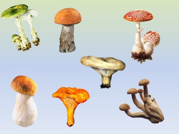 Эра грибов
