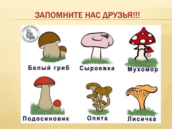 Грибы: съедобные и несъедобные