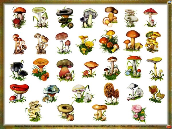 Съедобные и несъедобные грибы для детей