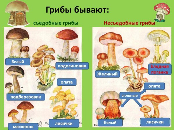 Все грибы с фото и названиями
