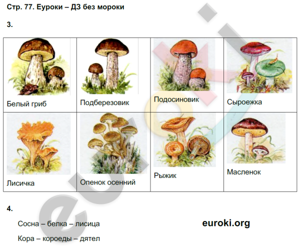 Белый гриб подосиновик подберезовик масленок и Рыжик