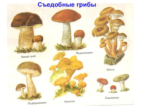 Съедобные грибы