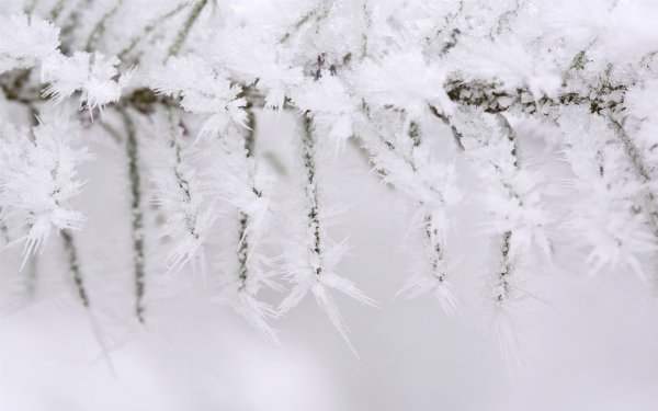 Зимние ветки в снегу