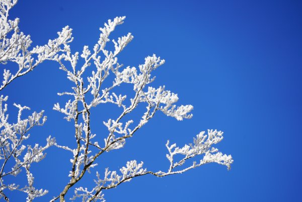 Зимняя ветка