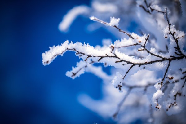 Заснеженная ветка