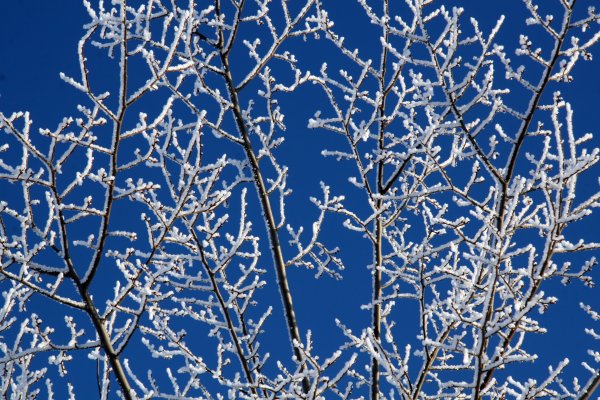 Заснеженная ветка