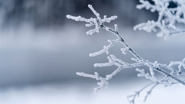 Зима макро ветки