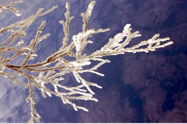 Иней на ветках