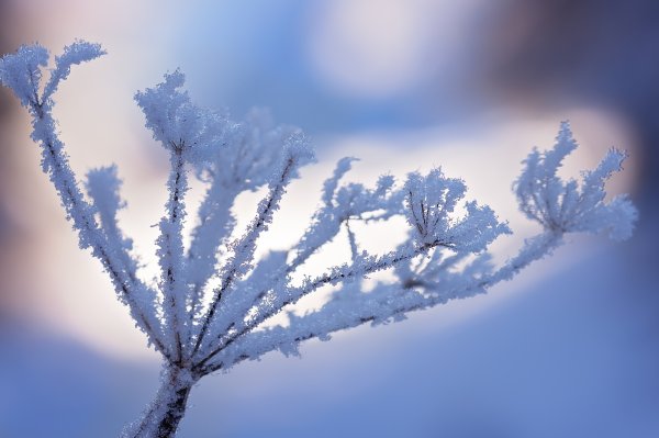 Иней на ветках деревьев