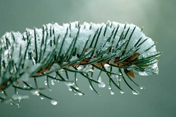 Еловые ветки в снегу