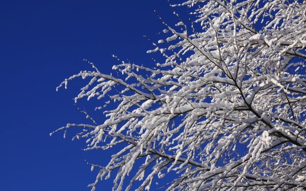Снежные ветви