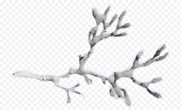 Дерево в снегу без фона