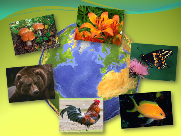 Коллаж по экологии