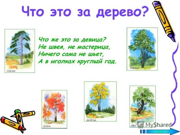 Загадки для окружающего мира 2 класс