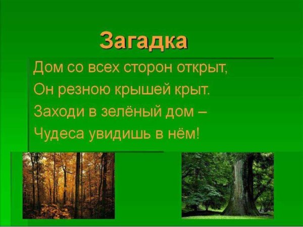 Загадки про лес 3 класс