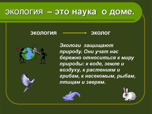 Экологические загадки