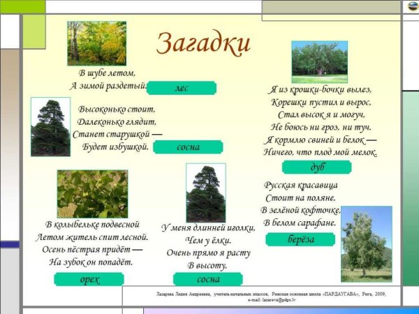 Загадки про лес для детей