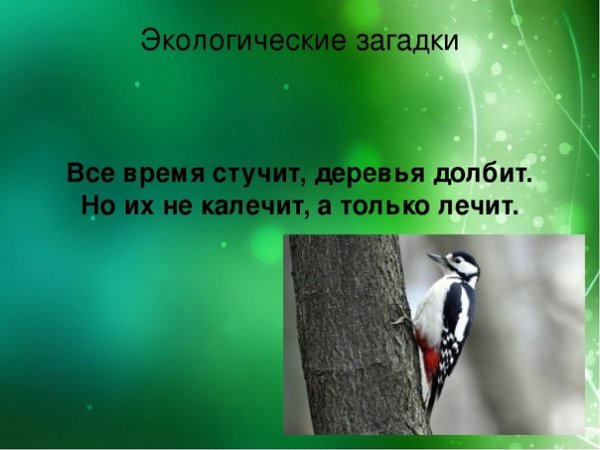 Экологические загадки