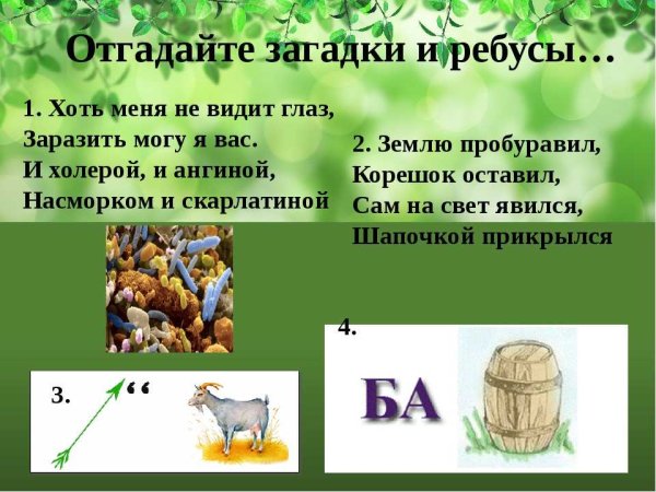 Загадки по биологии