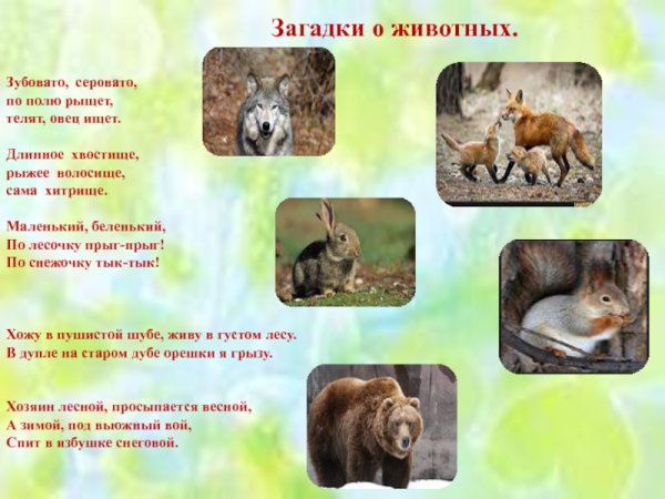 Загадки о животных