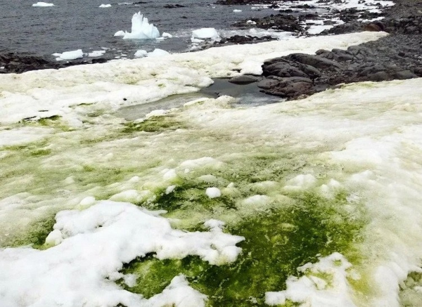 Водоросль хламидомонада Снежная