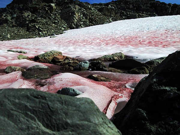 Красный снег хламидомонада