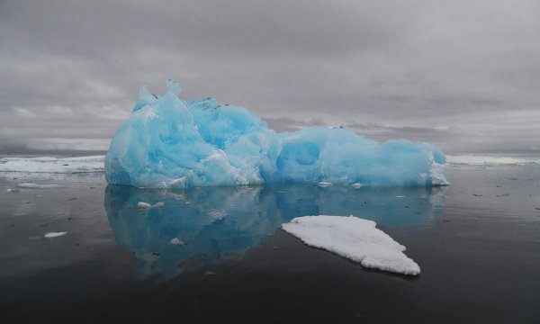 Водоросли снега и льда