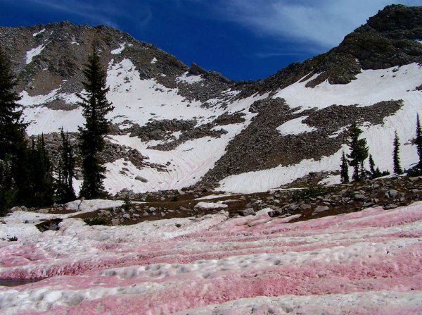 Арбузный снег Сьерра Невада