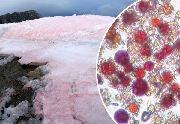 Красный снег хламидомонада