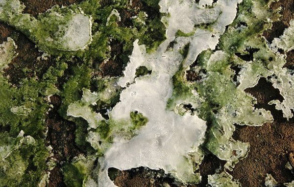 Ледниковые водоросли